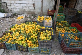 آغاز برداشت مرکبات از باغات سوادکوه شمالی - مازندران