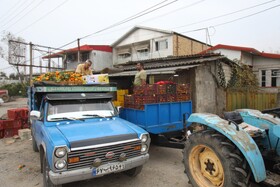 آغاز برداشت مرکبات از باغات سوادکوه شمالی - مازندران
