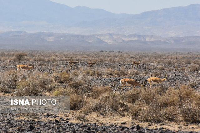 از ثبت حمله سگ به گله آهوهای جاشلوبار تا مشاهده دو خرس قهوه‌ای در پرور+ ویدئو