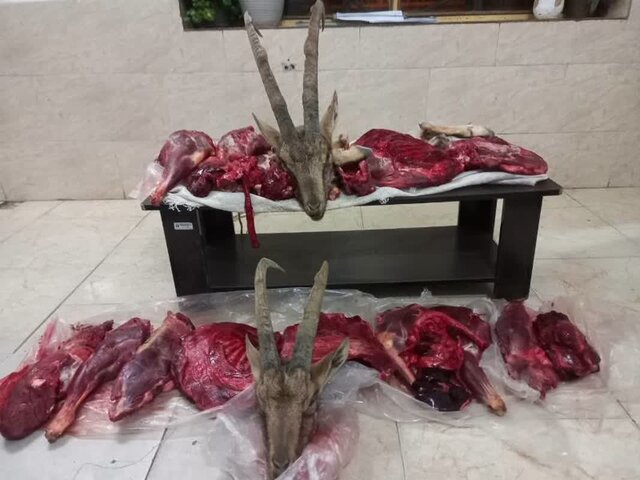 لاشه های کشف شده در میامی کشف لاشه ۲ کل و بازداشت شکارچیان غیرمجاز در میامی