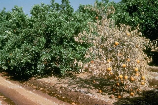 هدر رفت ۳ میلیارد متر مکعبی سالانه آب و زیان ۲ میلیارد دلاری در باغات