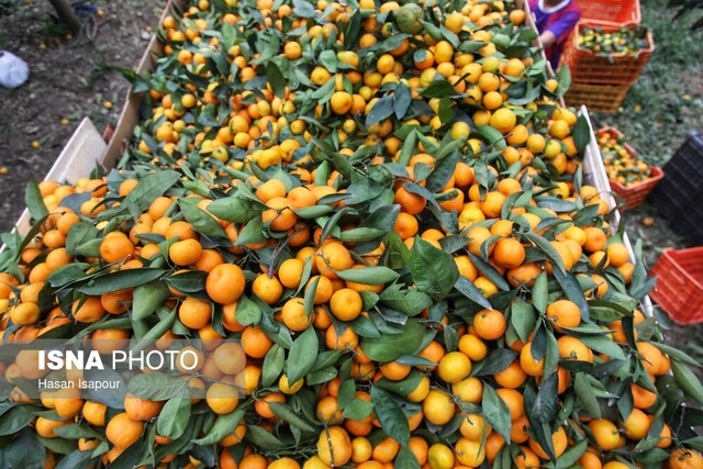 آغاز برداشت مرکبات در شهرستان بم/ پیش‌بینی برداشت ۱۶ هزار تن محصول