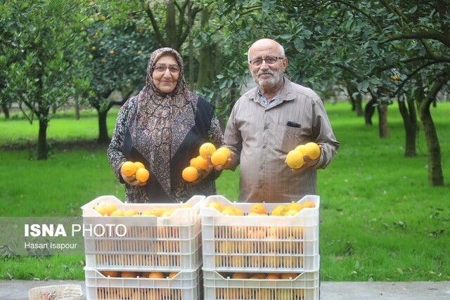 راه نجات پرتقال مازندران؛ از سورتینگ و برندینگ تا فروش مستقیم