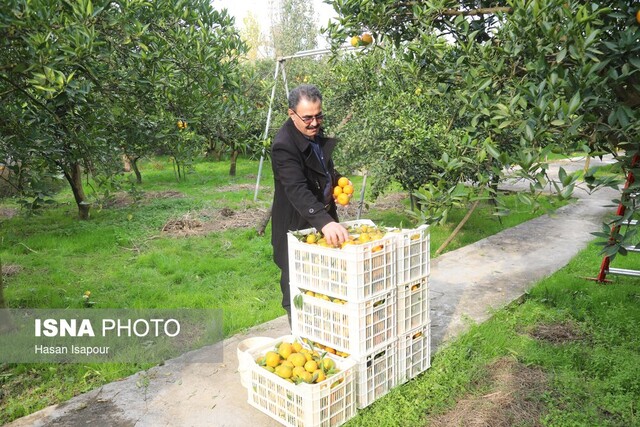 هشدار جهاد کشاورزی مازندران درباره برداشت زودهنگام پرتقال تامسون