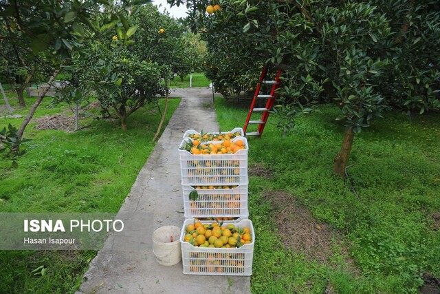 از مزرعه تا مرز/ پایان خام‌فروشی با کشاورزی قراردادی و حذف واسطه‌ها