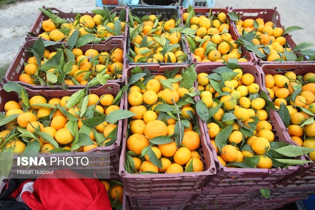 ذخیره سازی ۴۰۰ تن میوه شب عید در مازندران