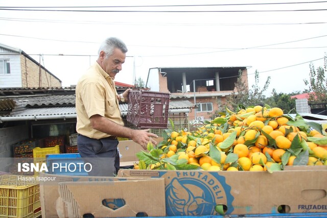 راه نجات پرتقال مازندران؛ از سورتینگ و برندینگ تا فروش مستقیم