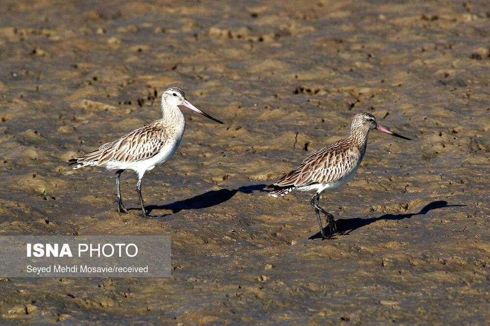 پایش میدانی زیستگاه‌های پرندگان مهاجر در خاش