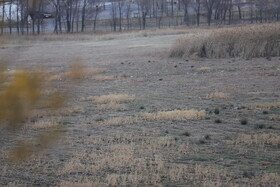 بازدید اصحاب رسانه از وضعیت تالاب قوری‌گل و مسیر انتقال آب