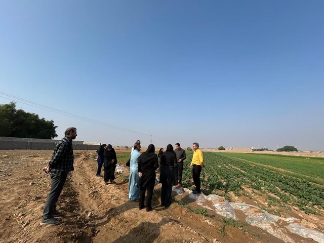 اجرای طرح کشت سبزی خورشتی در دهلران برای نخستین‌بار