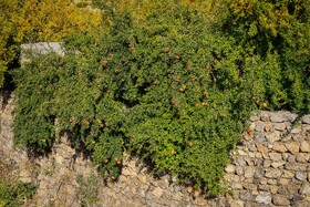 برداشت انار در دهستان مشایخ - کیار