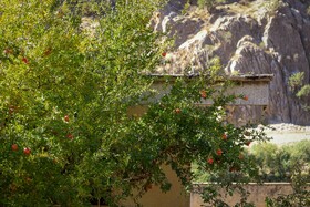 برداشت انار در دهستان مشایخ - کیار