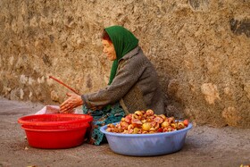 برداشت انار در دهستان مشایخ - کیار