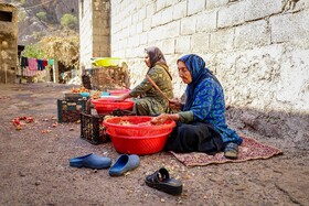 برداشت انار در دهستان مشایخ - کیار