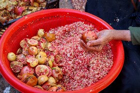برداشت انار در دهستان مشایخ - کیار