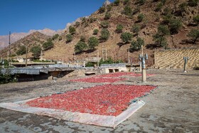 برداشت انار در دهستان مشایخ - کیار