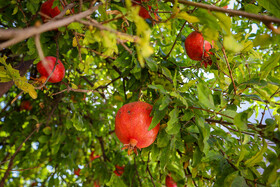 وقتی اصلاح الگوی کشت به کمک انار خراسان جنوبی می‌آید