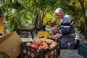 برداشت انار در دهستان مشایخ - کیار