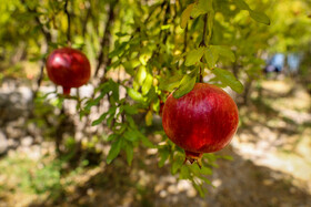 برداشت انار در دهستان مشایخ - کیار