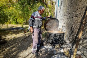 برداشت انار در دهستان مشایخ - کیار