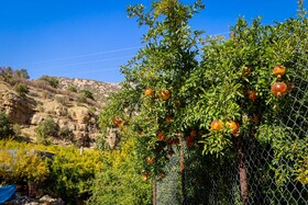 برداشت انار در دهستان مشایخ - کیار