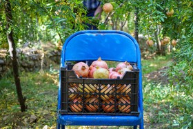 برداشت انار در دهستان مشایخ - کیار