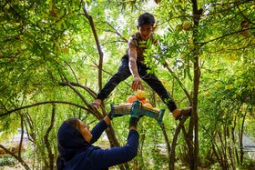 برداشت انار در دهستان مشایخ - کیار