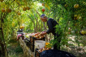 برداشت انار در دهستان مشایخ - کیار