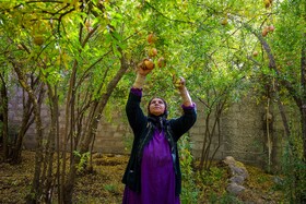 برداشت انار در دهستان مشایخ - کیار