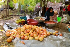 برداشت انار در دهستان مشایخ - کیار