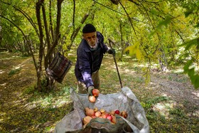 برداشت انار در دهستان مشایخ - کیار