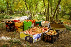 برداشت انار در دهستان مشایخ - کیار