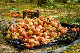 برداشت ۲۰ هزار تن انار در شهرستان نطنز 