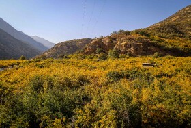 برداشت انار در دهستان مشایخ - کیار