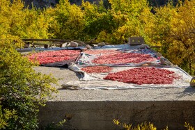 برداشت انار در دهستان مشایخ - کیار
