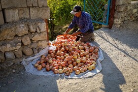 برداشت انار در دهستان مشایخ - کیار