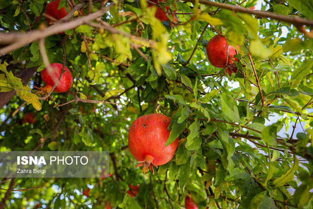 وقتی اصلاح الگوی کشت به کمک انار خراسان جنوبی می‌آید