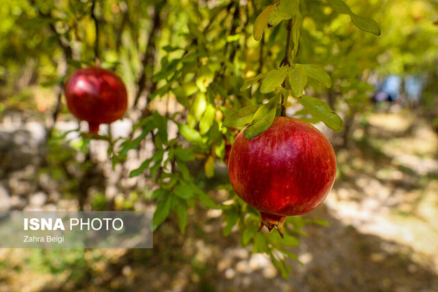 مهار مگس مدیترانه‌ای و حفظ انار ارگانیک با خسارتی زیر ۱۰ درصد در اردکان