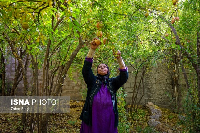 برداشت انار در دهستان مشایخ - کیار