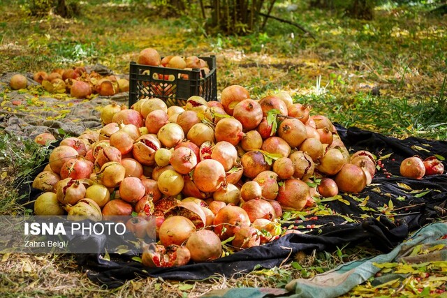 برداشت ۲۰ هزار تن انار در شهرستان نطنز 