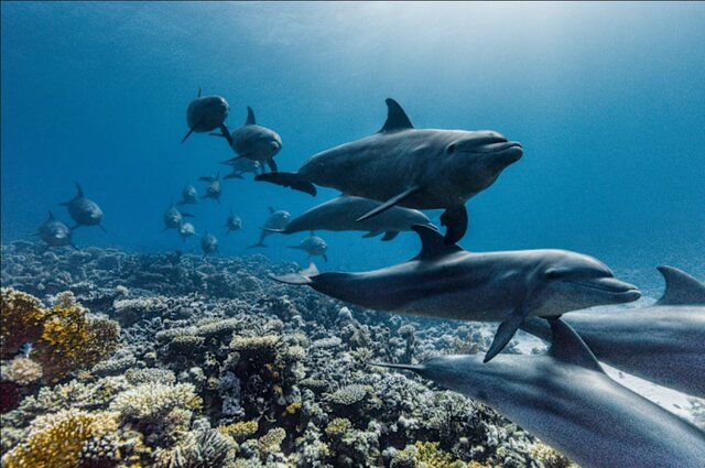 پخش آخرین اثر دیوید اتنبرو از تلویزیون