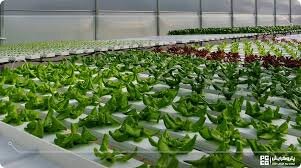 لزوم بهره‌گیری از شیوه کشاورزی هیدروپونیک در شرایط خشکسالی