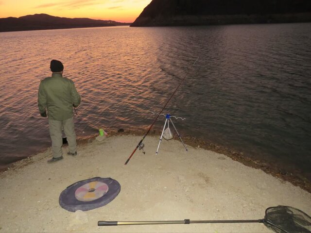 رهاسازی یک بوتیمار بزرگ در طبیعت/ برخورد با صیادان غیرمجاز سد دامغان