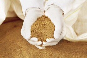 تولید بیش از ۸۰۰ هزار کیلوگرم پودر ماهی در شهرستان دشتیاری