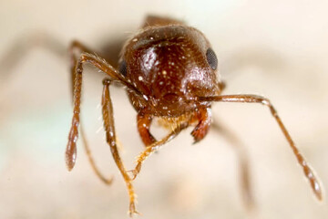 مادرکُشی در کلونی مورچه‌ها؛ ترفند هولناک ملکه‌های انگل!