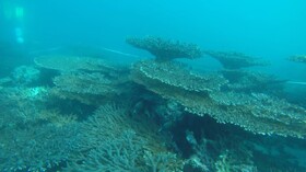 منابع آلاینده تهدیدکننده مرجان‌های جنوب کشور