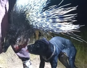 شکارچیان غیرمجاز تشی‌ها در کازرون متوقف شدند