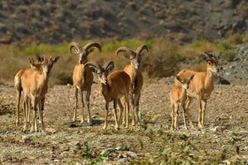 ماجرای تصاویر منتشر شده از شکار در لارستان چه بود