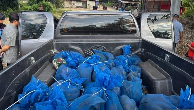 کشف محموله بزرگ قاچاق میمون و بازداشت ۲ مظنون در تایلند