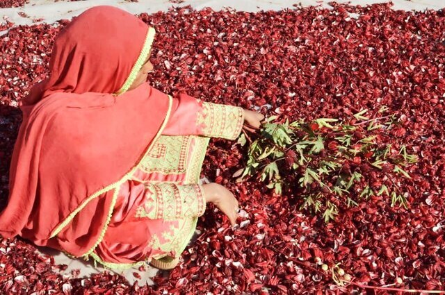 برگزاری نخستین جشنواره چای ترش در دلگان سیستان و بلوچستان